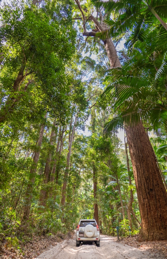 Pile Valley, K’gari, QLD © Tourism Australia