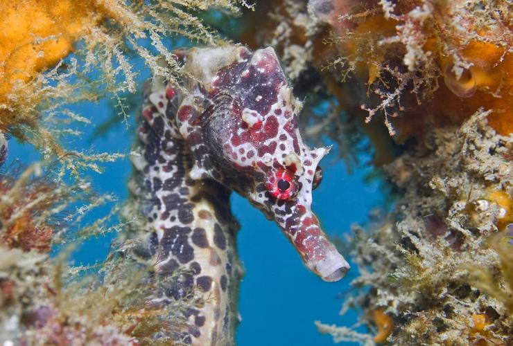 Red Seahorse at Chowder Bay, Sydney © Jayne Jenkins