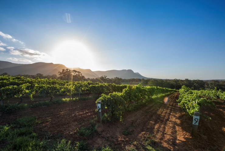 Tyrrell's Wines, Hunter Valley, NSW © Destination NSW