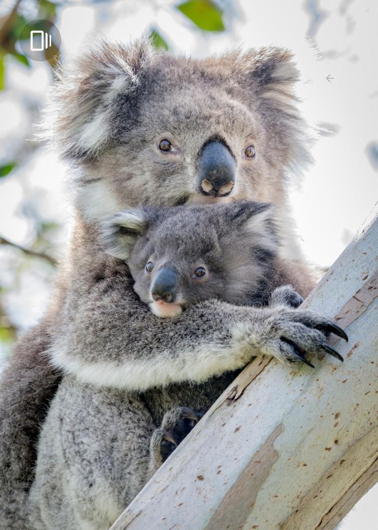 A mother koala holding her joey as they sit in a eucalyptus tree in Victoria © Tourism Australia