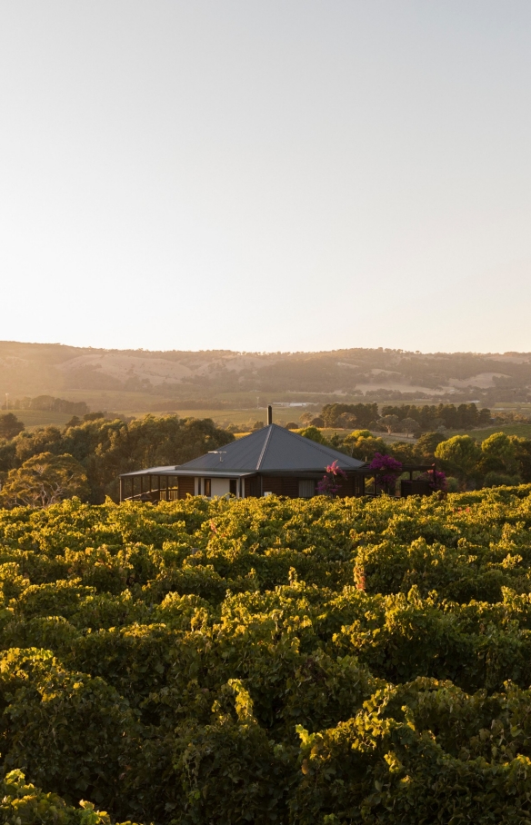 Rows of grape vines at The Vineyard Retreat in McLaren Vale © The Vineyard Retreat McLaren Vale