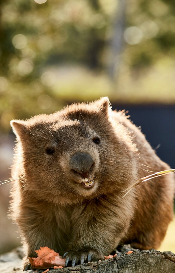 Wombat, Symbio Wildlife Park, Helensburgh, NSW © Destination NSW