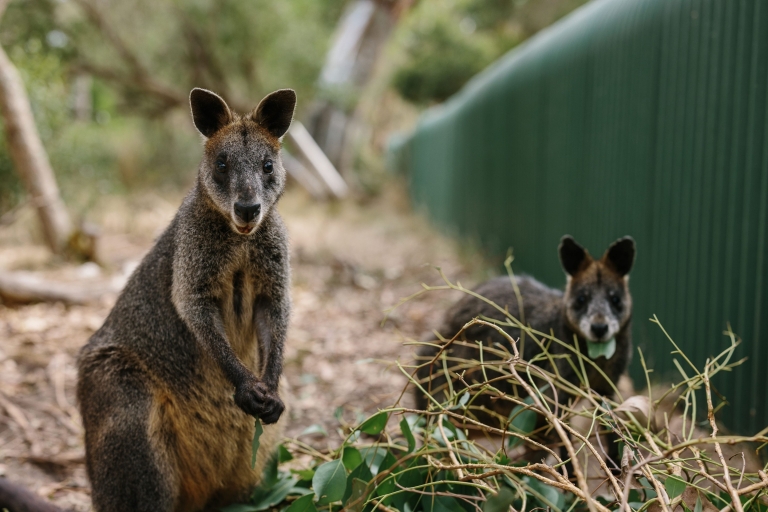 Two kangaroos looking at the camera at the Koala Conservation Reserve on Phillip Island in Victoria © Tourism Australia