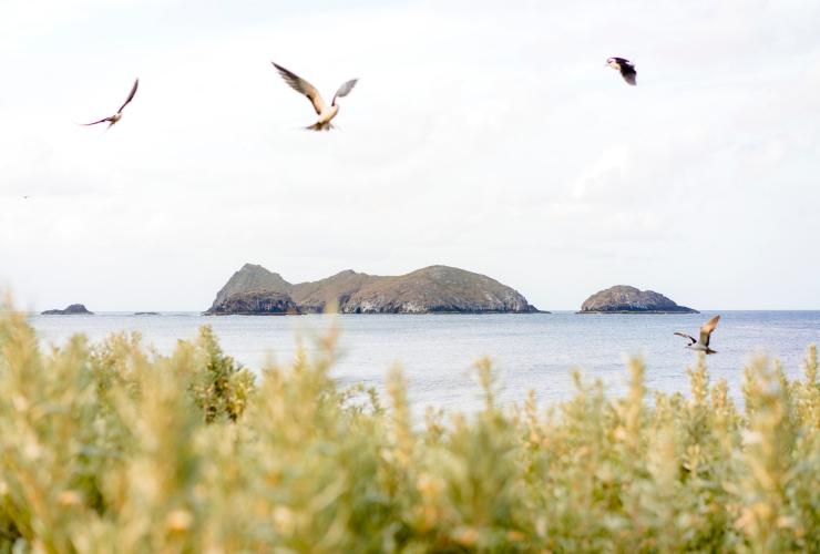 Sooty Terns flying over Lord Howe Island with views across to the Admiralty Islands © Zach Sanders