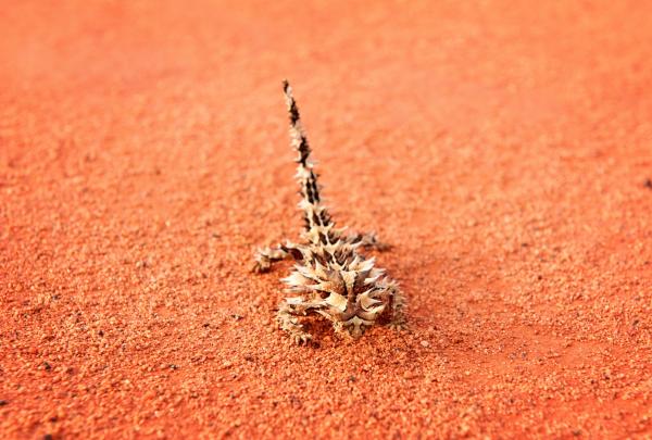 A thorny devil on red dirt at Uluru-Kata Tjuta National Park © Tourism Australia