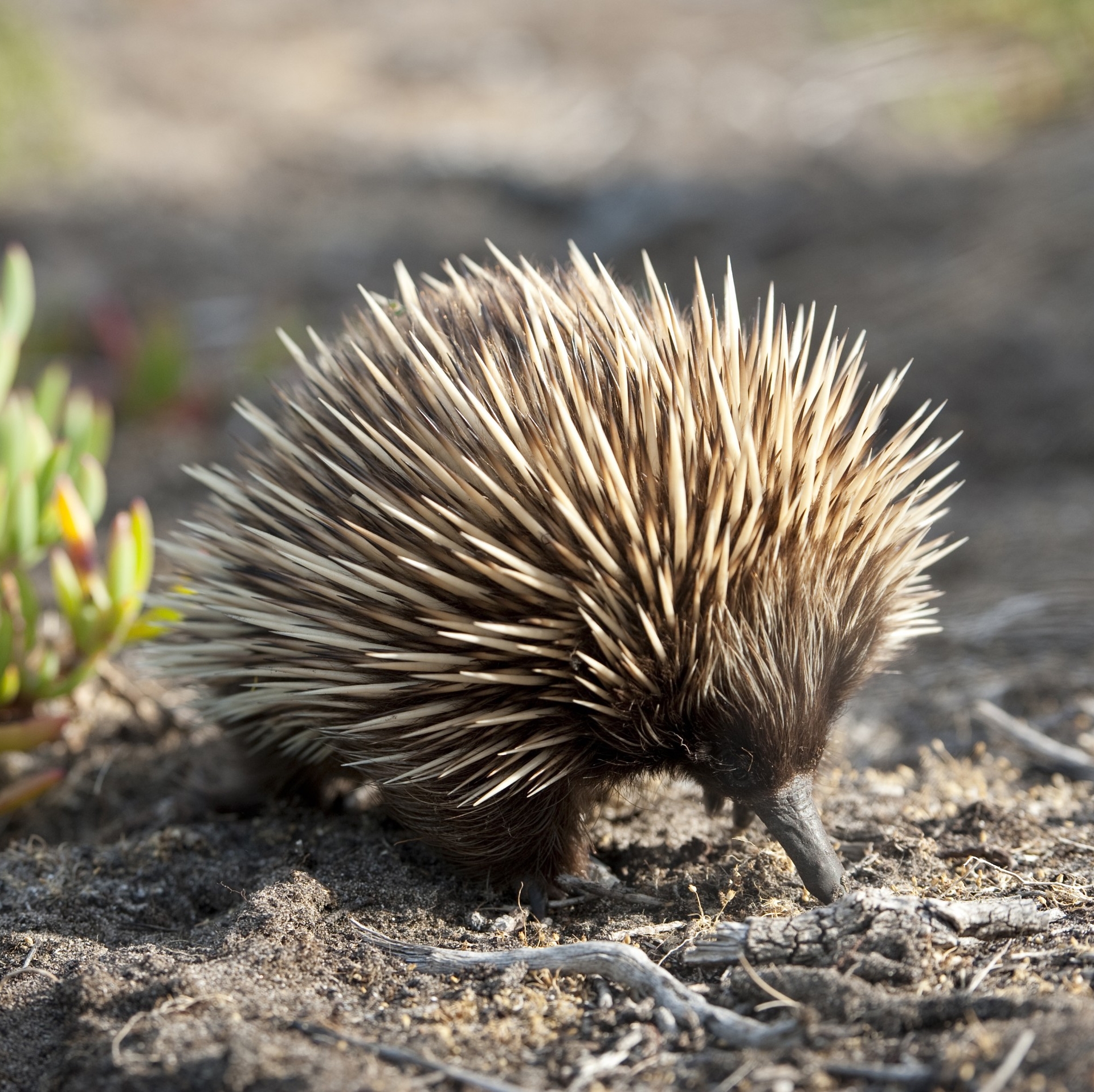 Echidna, Kangaroo Island, SA © South Australian Tourism Commission