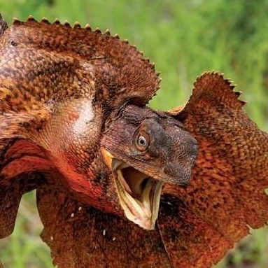 Frilled-Neck Lizard © K Kaplin 