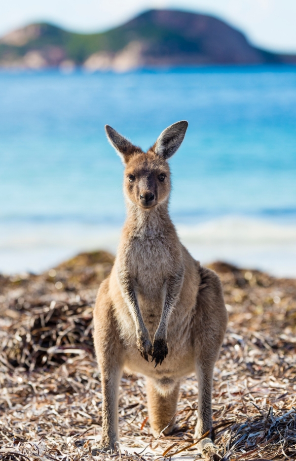 Kangaroo standing on grass with the ocean in the background at Lucky Bay, Esperance, Western Australia © Tourism Western Australia