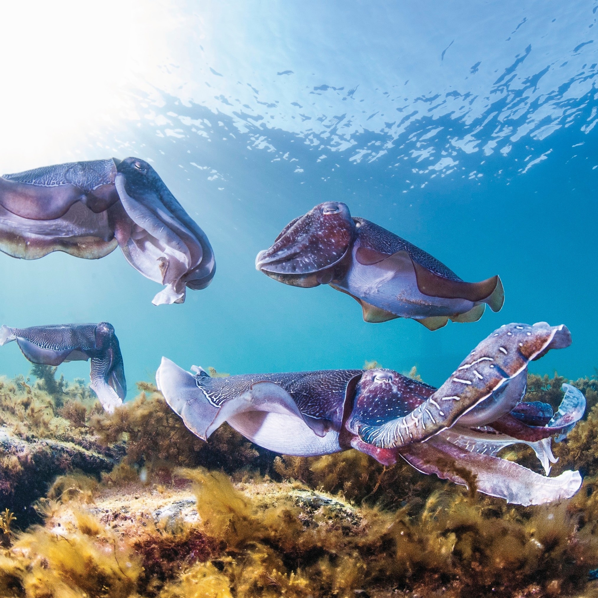 Cuttlefish, Stony Point © Carl Charter