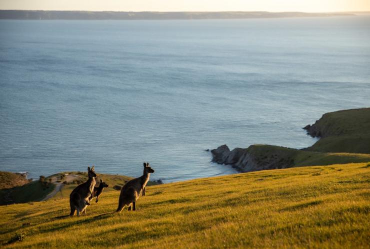 Deep Creek Conservation Park, Fleurieu Peninsula, SA © Jack Brookes