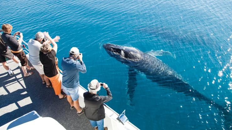 Whale watching, Hervey Bay, QLD © Matthew Taylor, Tourism and Events Queensland Whale watching, Hervey Bay, QLD © Matthew Taylor, Tourism and Events Queensland