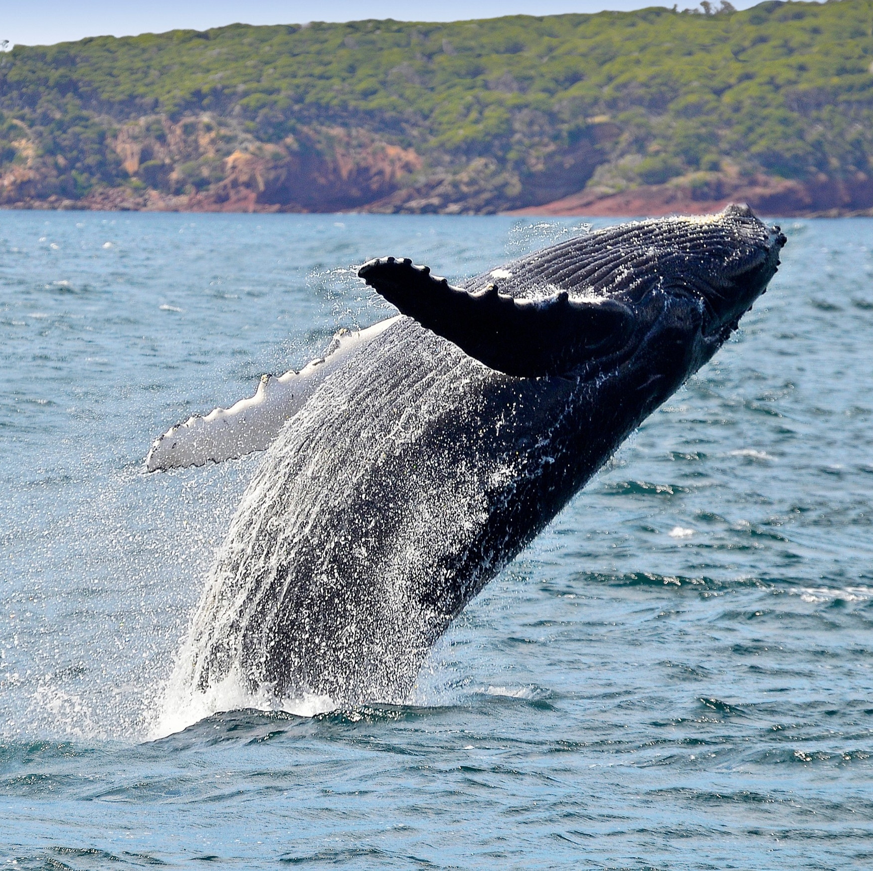 Eden, New South Wales © Warwick Kent courtesy of Sapphire Coast Tourism