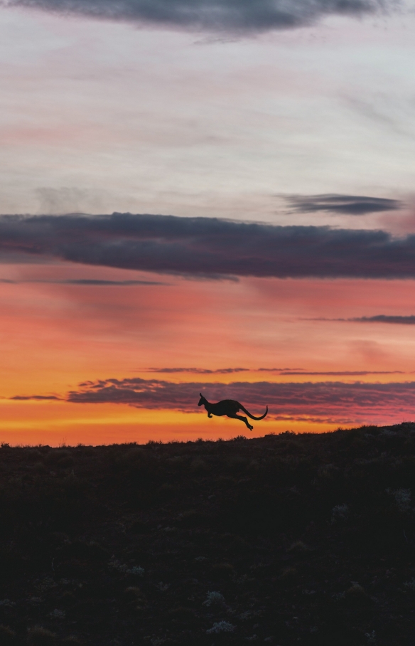 Kangaroo at sunset jumping through Arkaba in Flinders Ranges National Park in South Australia © South Australian Tourism Commission