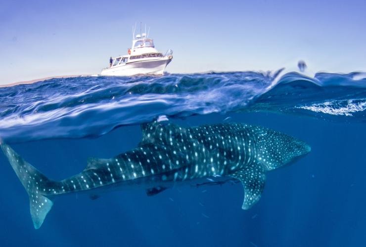 A whale shark in the waters of Ningaloo Marine Park © Exmouth Dive and Whalesharks Ningaloo