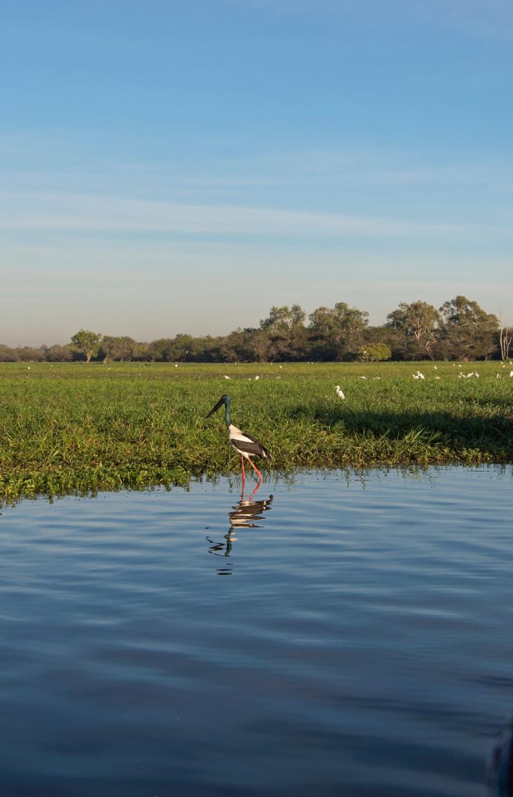 Woman with camera photographs birds in Kakadu National Park in the Northern Territory  © Tourism NT/Shaana McNaught