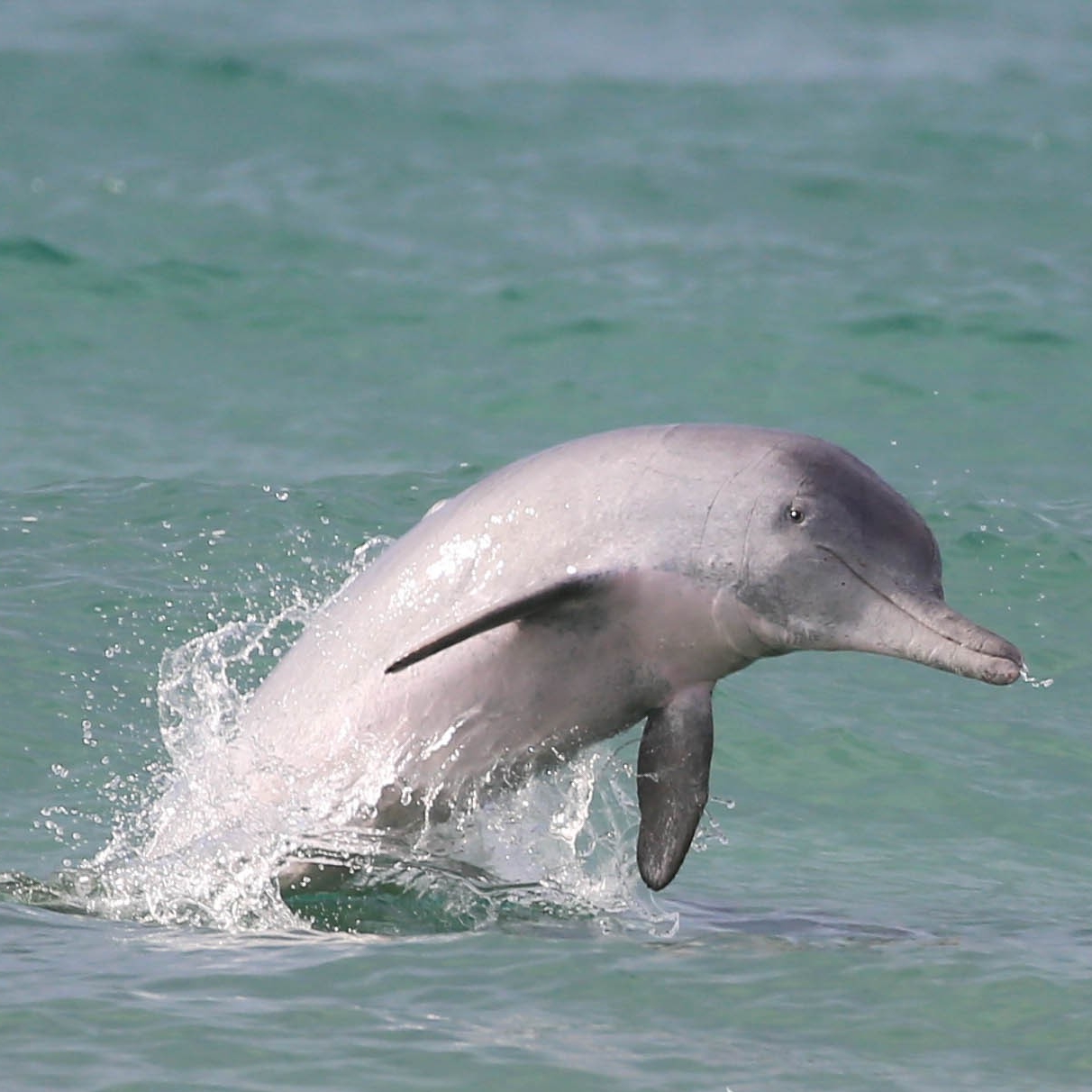 A neonate bottlenose dolphin near Moreton Bay Queensland © Dolphin Research Australia