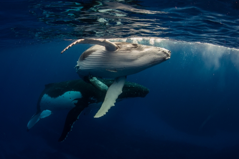 Humpback whales, Dive Jervis Bay, Jervis Bay, NSW © Dive Jervis Bay