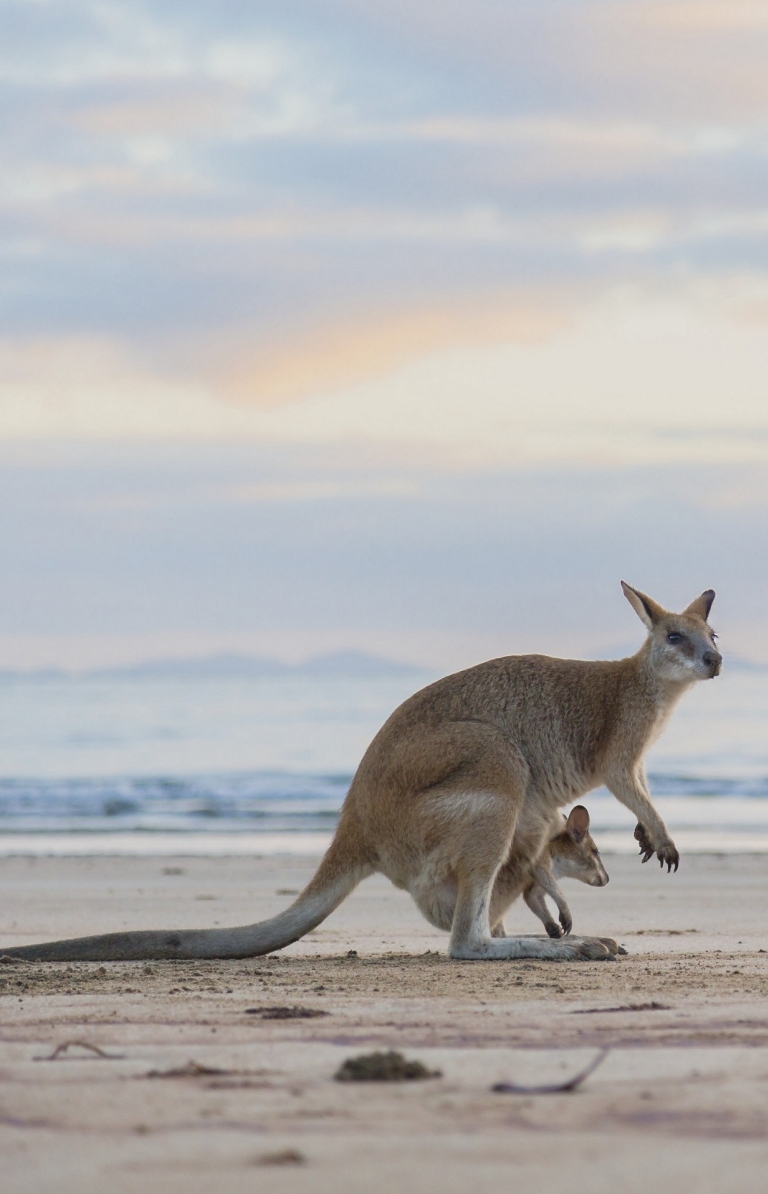 Kangaroos on the beach at sunset at Cape Hillsborough National Park © Tourism and Events Queensland