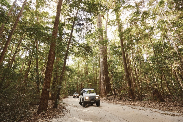 Fraser Island Rainforest, QLD © Tourism and Events Queensland