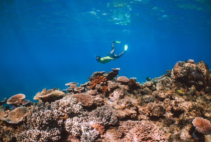 Ocean Safari, Mackay Reef, QLD © Tourism Australia