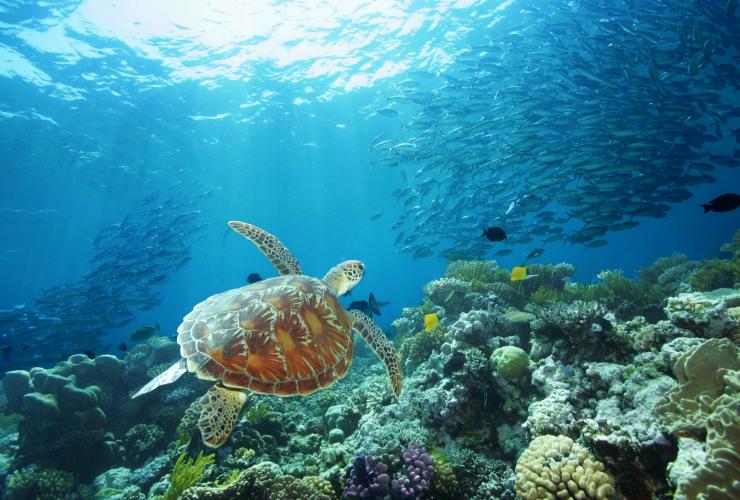 Sea Turtle, Great Barrier Reef, QLD © www.oakbeachproductions.com.au Sea Turtle, Great Barrier Reef, QLD © www.oakbeachproductions.com.au