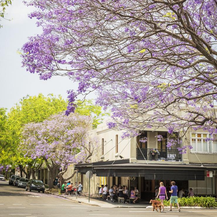 Jacarandas in bloom, Sydney, NSW © DNSW Jacarandas in bloom, Sydney, NSW © DNSW