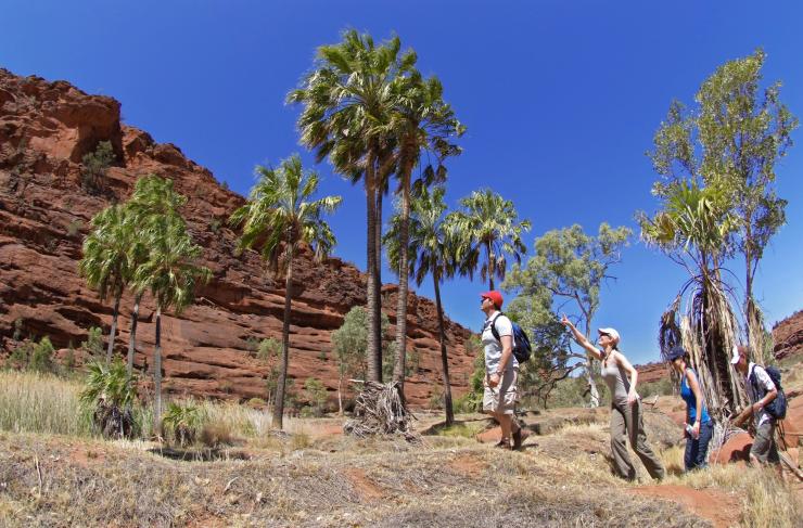 Palm Valley, Finke Gorge National Park, NT © Tourism NT