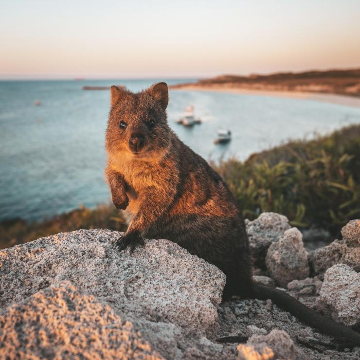 Quokka, Rottnest Island, WA © James Vodicka Quokka, Rottnest Island, WA © James Vodicka
