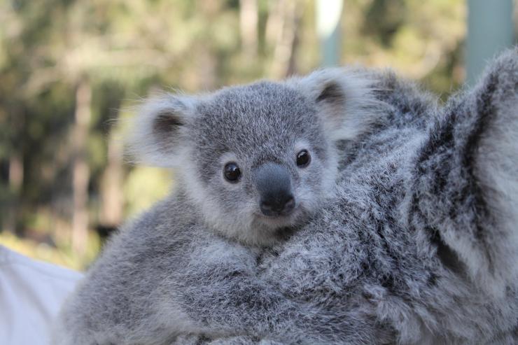 Koala, Great Ocean Road, VIC © Tourism Australia Koala, Great Ocean Road, VIC © Tourism Australia
