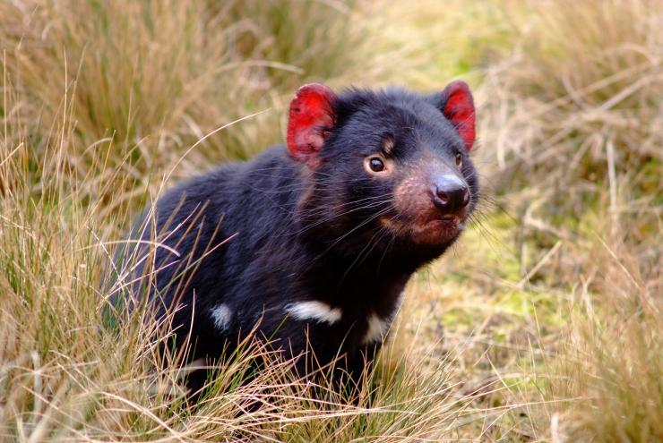 Tasmanian Devil, TAS © Tourism Australia Tasmanian Devil, TAS © Tourism Australia