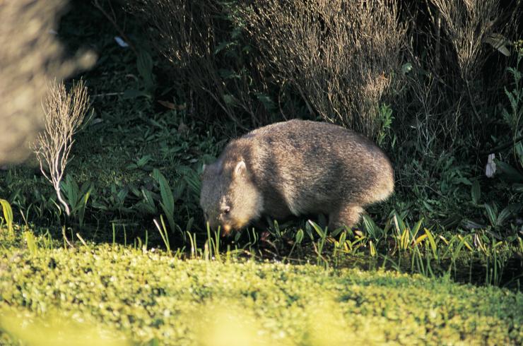 Wombat, Wilsons Promontory, VIC © VisitVictoria Wombat, Wilsons Promontory, VIC © VisitVictoria