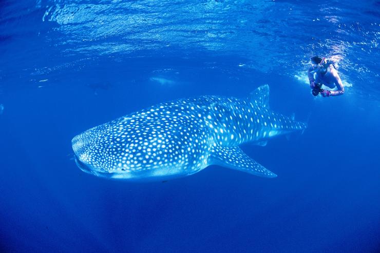 Whale shark, Ningaloo Reef, WA © Tourism Australia Whale shark, Ningaloo Reef, WA © Tourism Australia