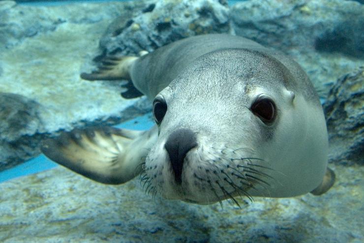 Sea lion, Port Lincoln, SA © Calypso Star Charters Sea lion, Port Lincoln, SA © Calypso Star Charters