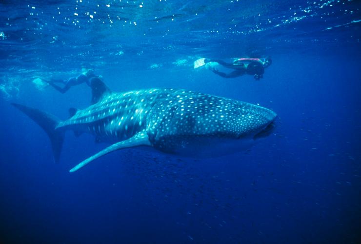 Whale Shark, Ningaloo Reef, WA © Tourism Western Australia Whale Shark, Ningaloo Reef, WA © Tourism Western Australia