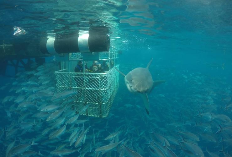 Cage diving, Port Lincoln, SA. © Tourism Australia Cage diving, Port Lincoln, SA. © Tourism Australia