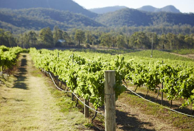 Hunter Valley, NSW © Tourism Australia Hunter Valley, NSW © Tourism Australia