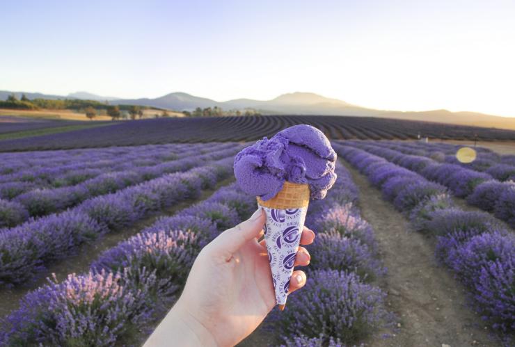 Bridestowe Lavender Estate, Nabowla, TAS © Bridestowe Lavender Estate Bridestowe Lavender Estate, Nabowla, TAS © Bridestowe Lavender Estate
