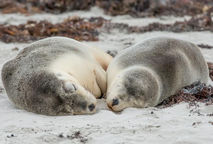 Seal Bay Conservation Park, Kangaroo Island, SA. © Tourism Australia Seal Bay Conservation Park, Kangaroo Island, SA. © Tourism Australia