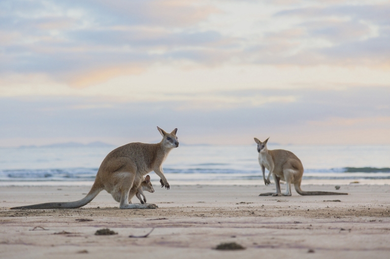 Kangaroos on the beach at sunset at Cape Hillsborough National Park in Queensland © Tourism and Events Queensland