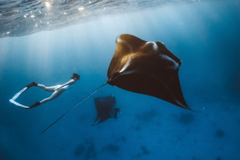 A woman snorkelling underwater with two manta rays near Lady Elliot Island, Great Barrier Reef, Queensland © Tourism and Events Queensland