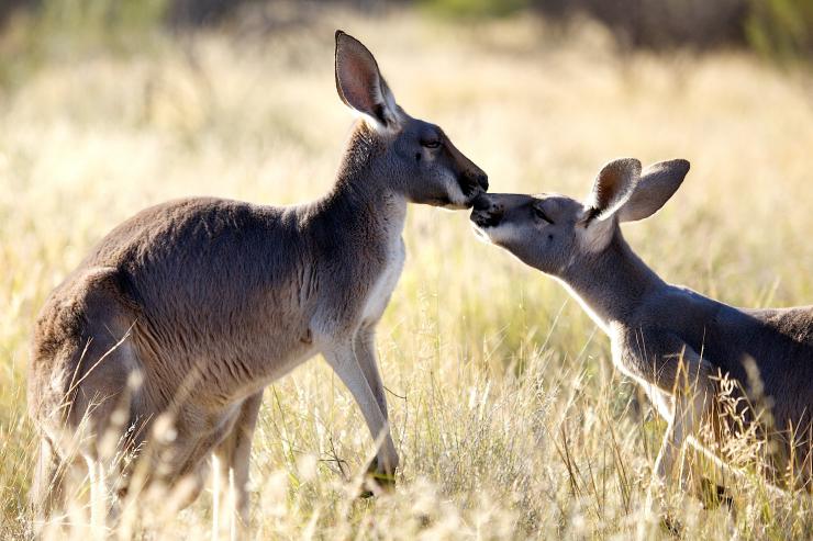 The Kangaroo Sanctuary, Alice Springs, NT © The Kangaroo Sanctuary