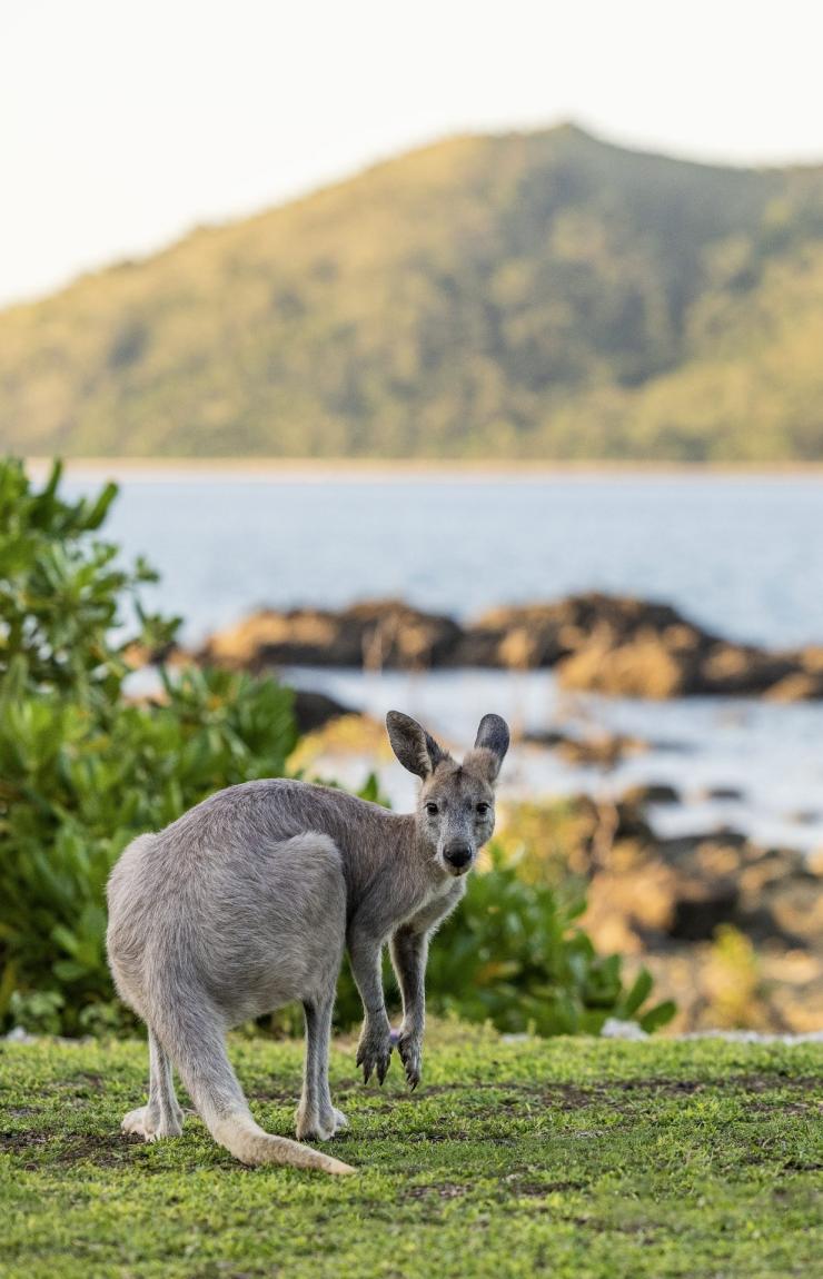 A kangaroo looking at the camera on Daydream Island, Whitsundays, Queensland © Tourism Australia A kangaroo looking at the camera on Daydream Island, Whitsundays, Queensland © Tourism Australia