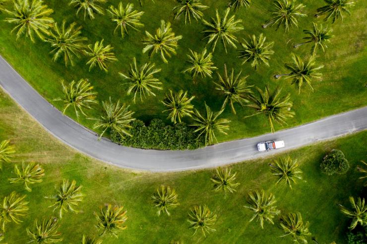 Aerial of car driving through palm trees in Tropical North Queensland © Tourism and Events Queensland / Sean Scott.