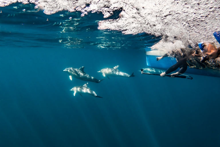 Underwater view of people swimming with dolphins Temptation Sailing, Adelaide, South Australia © Tourism Australia