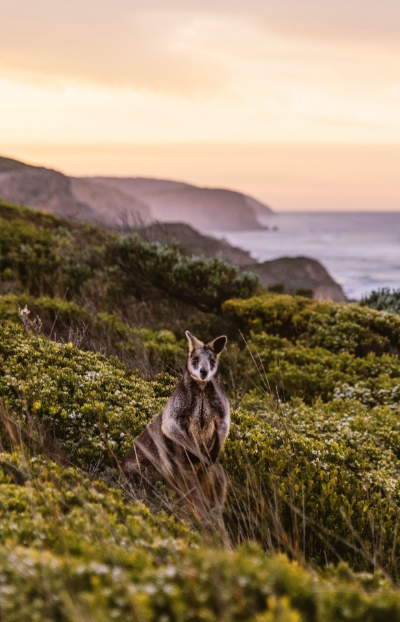 Great Ocean Road, Victoria © Belinda VanZanen