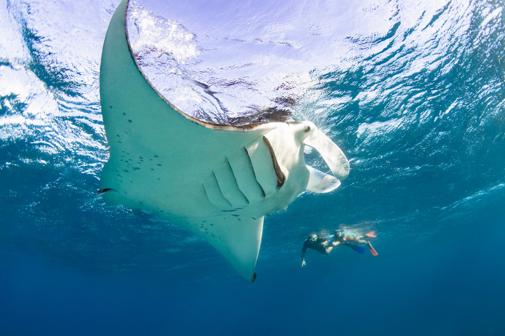 Lady Elliot Island, Great Barrier Reef, QLD © Tourism and Events Queensland