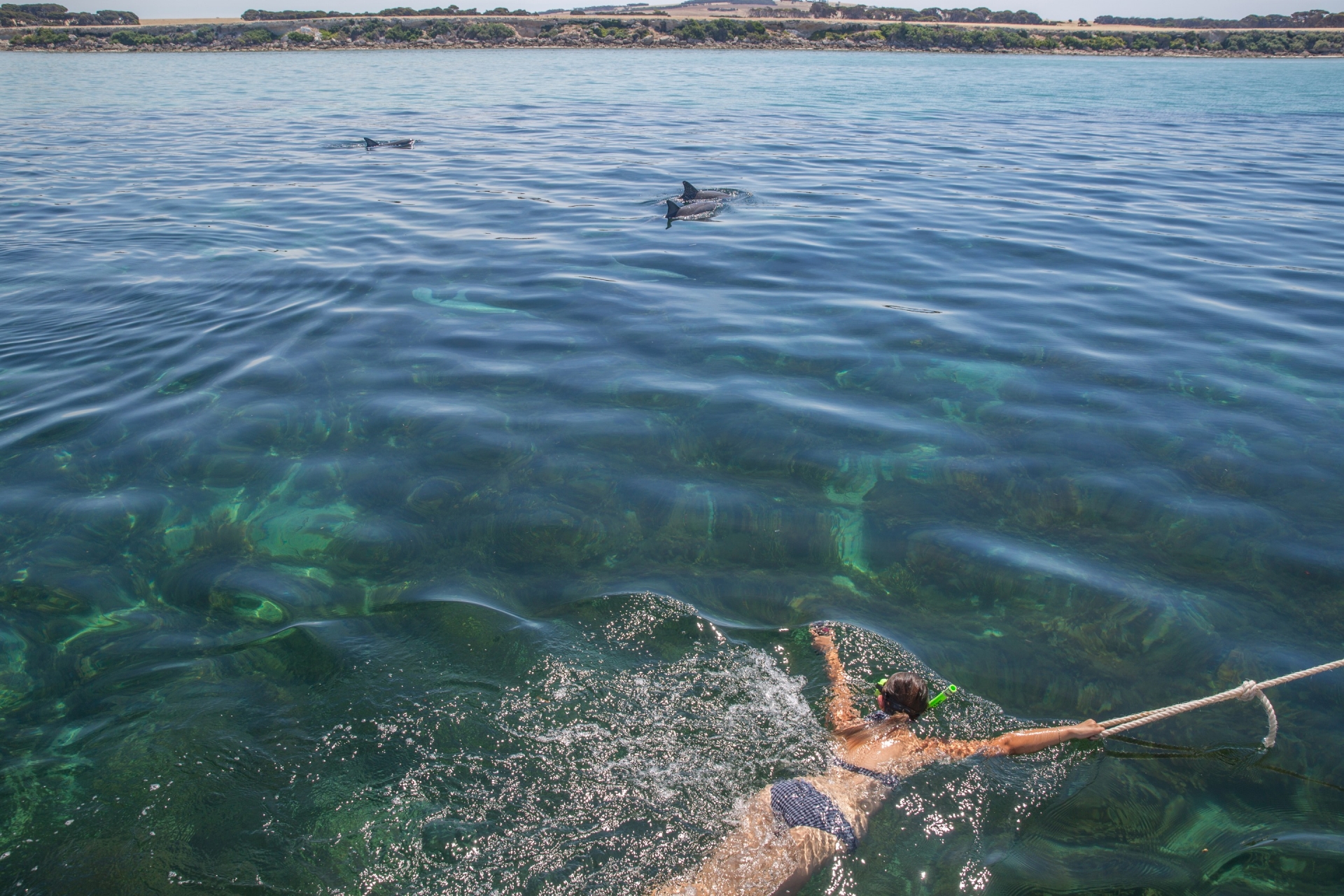 Dolphins, Kangaroo Island Marine Adventures, Kangaroo Island, South Australia © Tourism Australia