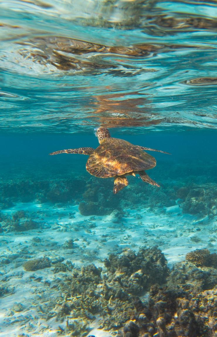 Sea turtle, Lady Elliot Island, Great Barrier Reef, QLD © Tourism & Events Queensland Sea turtle, Lady Elliot Island, Great Barrier Reef, QLD © Tourism & Events Queensland