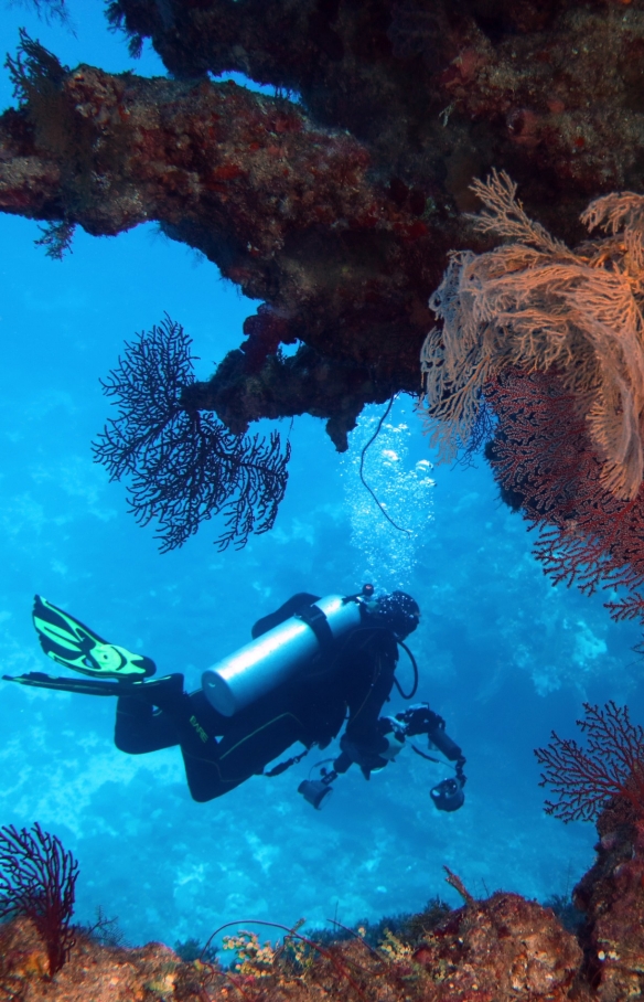 Holmes Reef with Mike Ball Dive Expeditions, Great Barrier Reef, QLD © Deborah Dickson-Smith