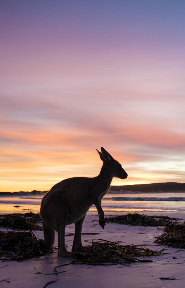 Kangaroo, Lucky Bay, Cape Le Grand National Park, WA © Tourism Western Australia Kangaroo, Lucky Bay, Cape Le Grand National Park, WA © Tourism Western Australia